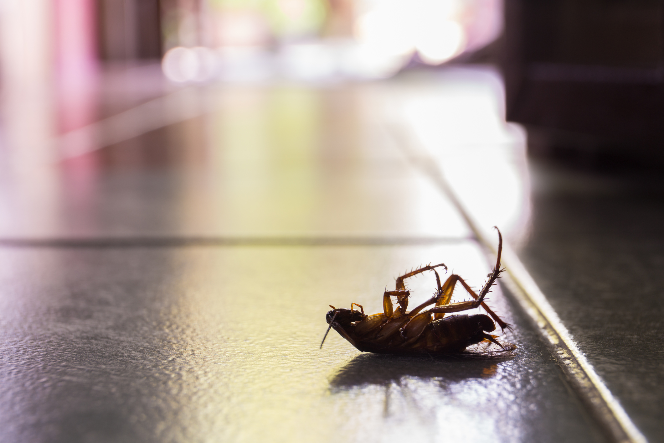 cockroaches