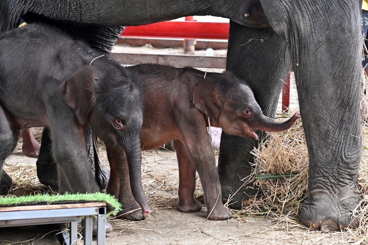 THAILAND-ANIMAL-TOURISM