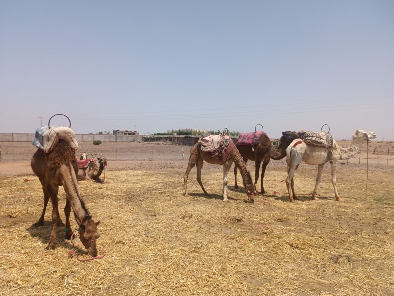 Camels at a camel riding site in Marrakesh-1