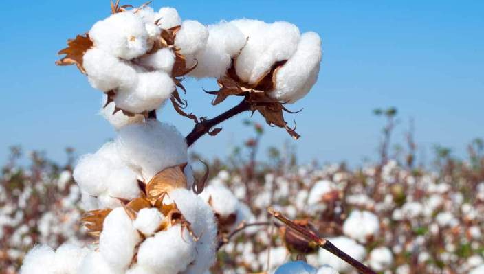 cotton-1
