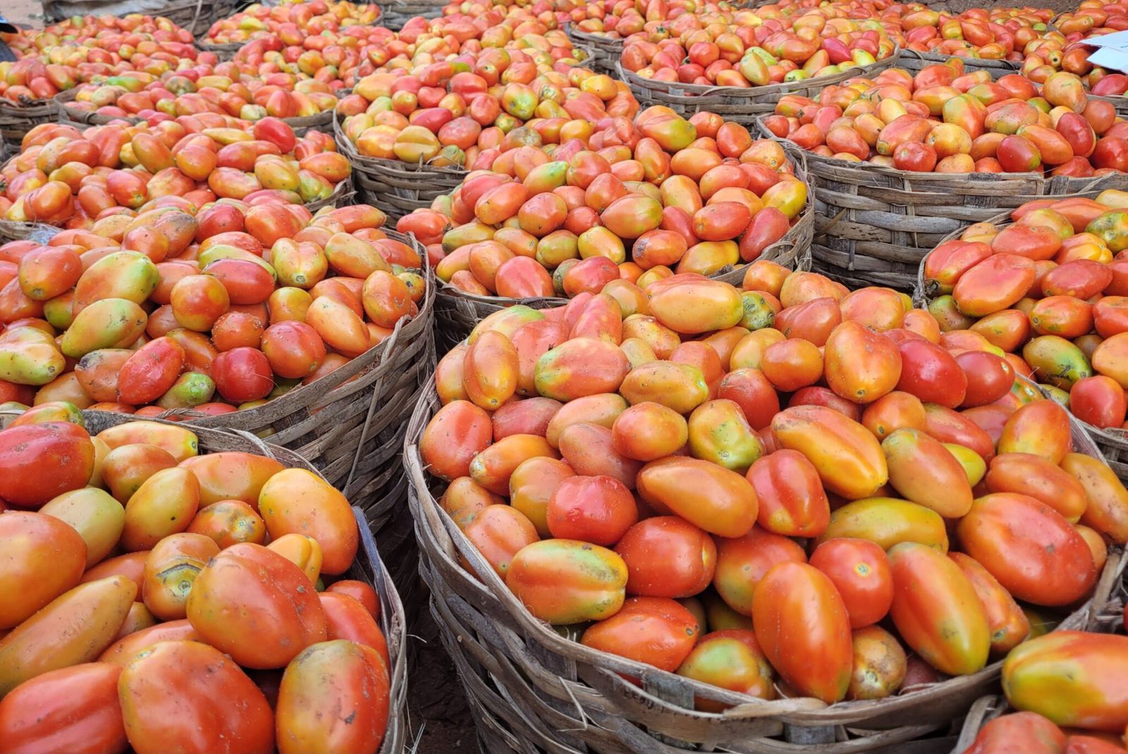 Tomatoes
