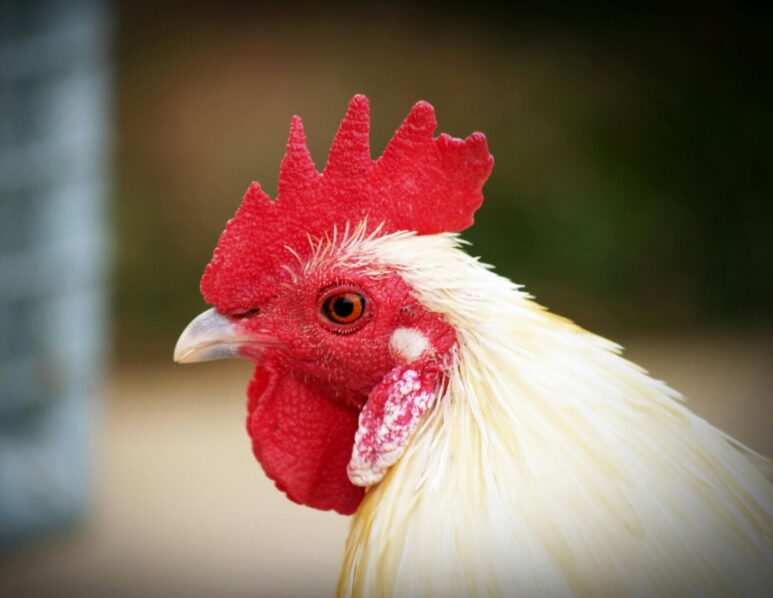 CHicken by Icono.com on Pexels