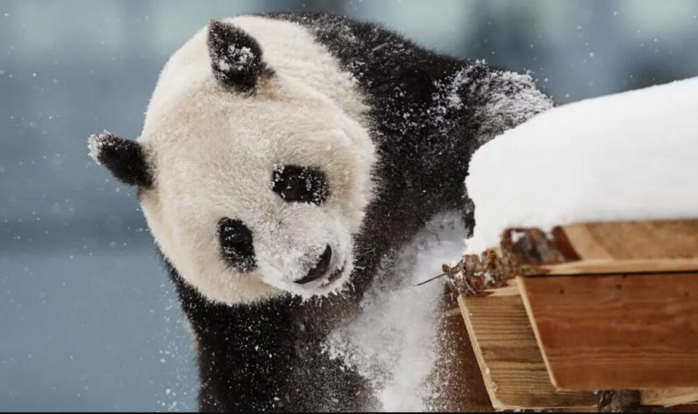 panda