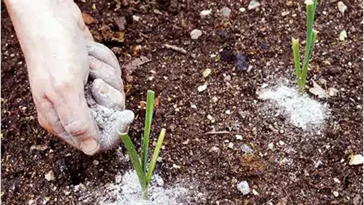 A farmer applying wood ashes to a new plant (1)