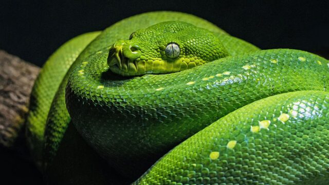 Green_Snake-Hero-Factfile_BBC-Earth-Factfiles-