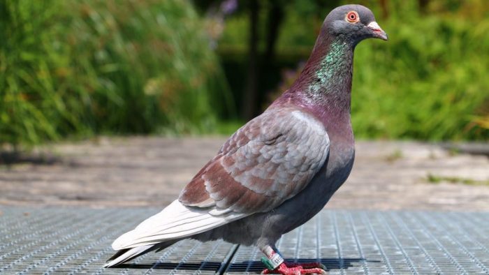 3. Belgian pigeon