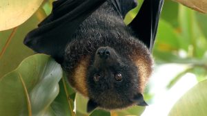 bats