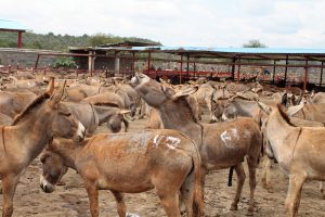02SCI-DONKEYS1-superJumbo