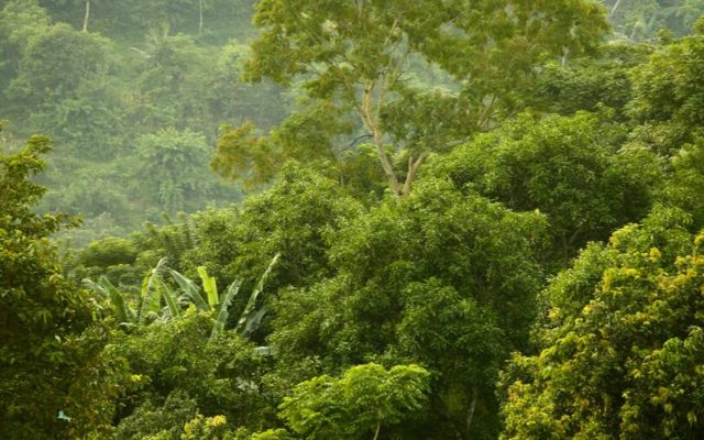 Forest Security Law