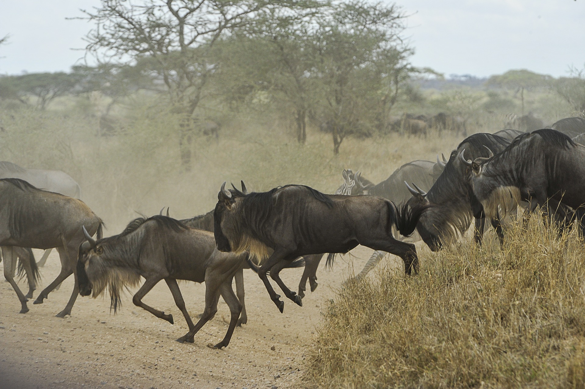 Wildebeest