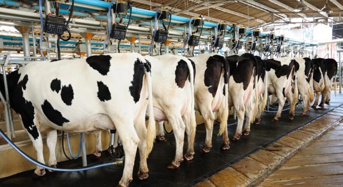 Dairy-Factory