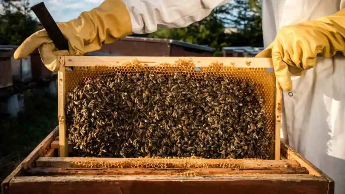 bee farm