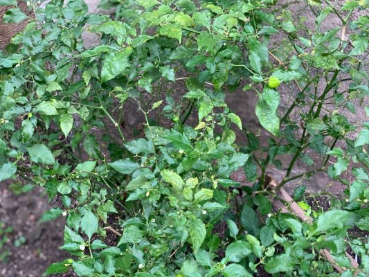 Akinwale’s Pepper