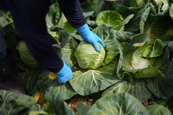 plant-rich diets