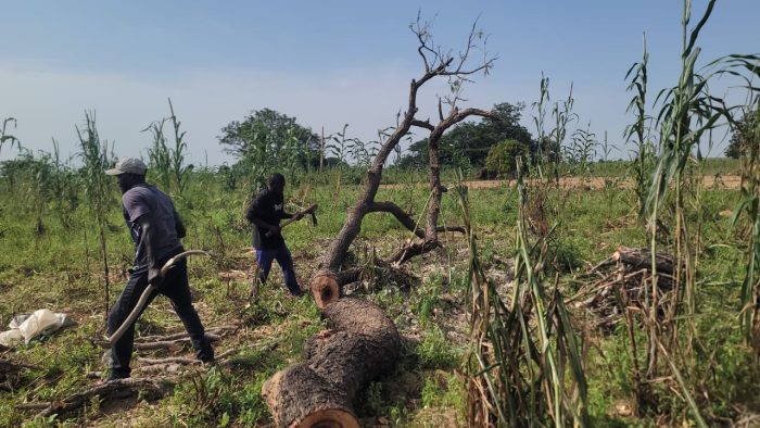 Some locals cutting an African Locust Tree fell down as part of a forest clearance campaign against armed bandits’ attack in Gwadoddi community, Sokoto, Nigeria. Credit: Tunde Omolehin