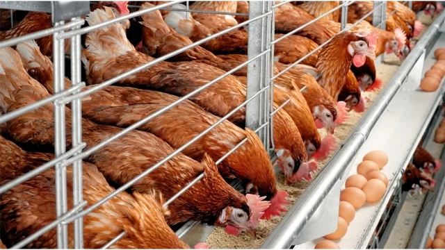 Poultry farming