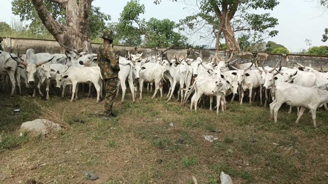The Nigeria Army  have dislodged armed criminals and recovered 91 rustled cattle in Southern Taraba