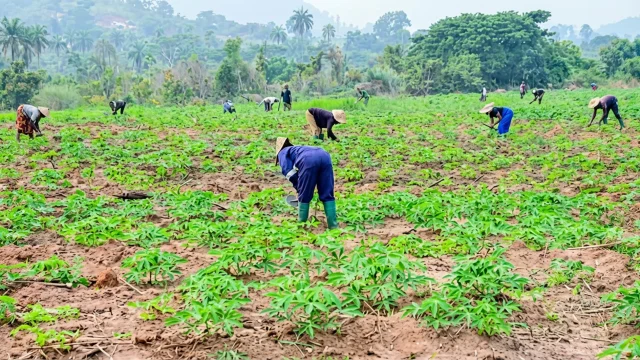 farmers