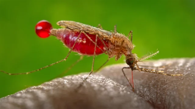 malaria