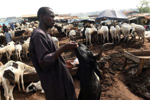 Good news for livestock farmers as vet hospital project begins in Taraba