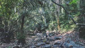 A part of the Emerald Forest Reserve