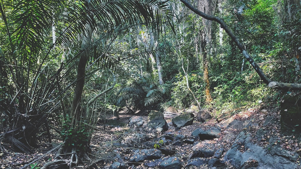 A part of the Emerald Forest Reserve