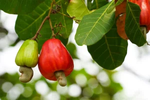Cashew