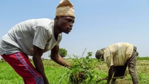 Farmers-working-on-a-plantation