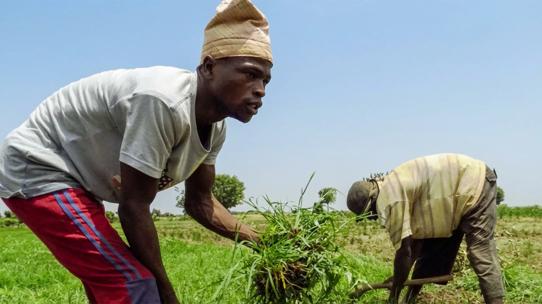 Farmers-working-on-a-plantation
