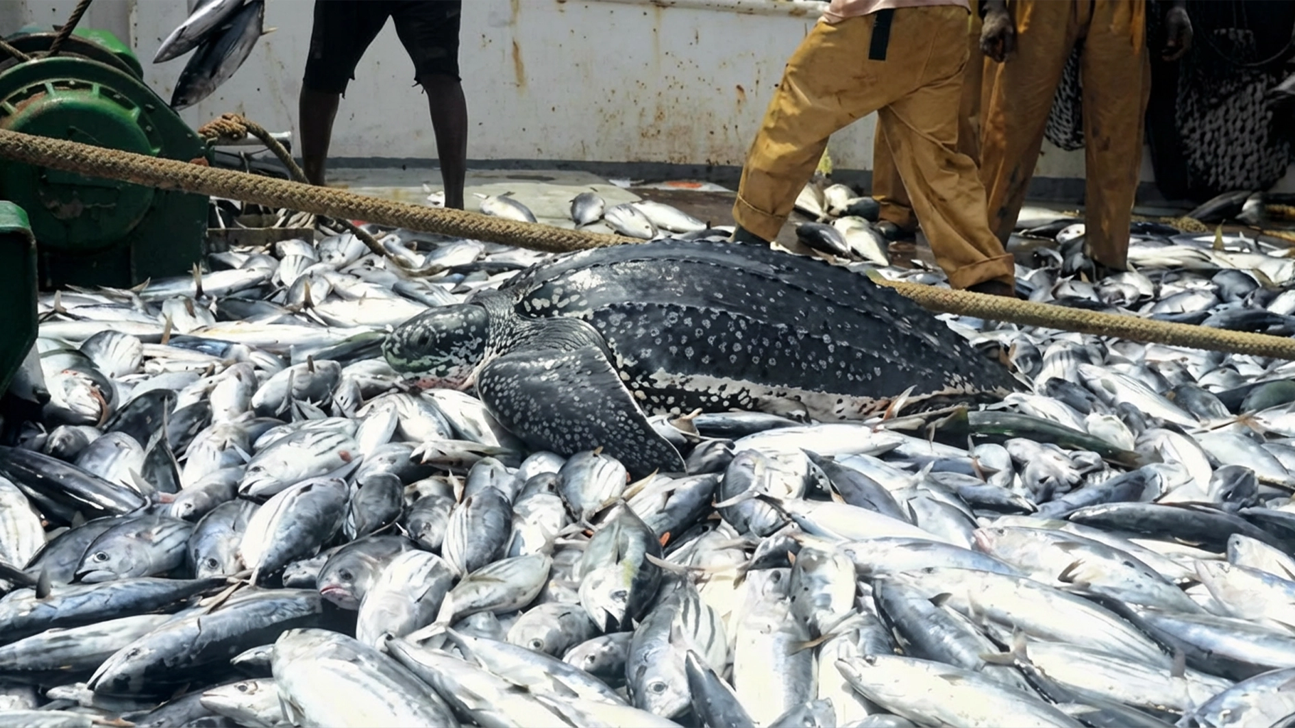 Fish Farming