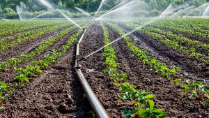 Irrigation