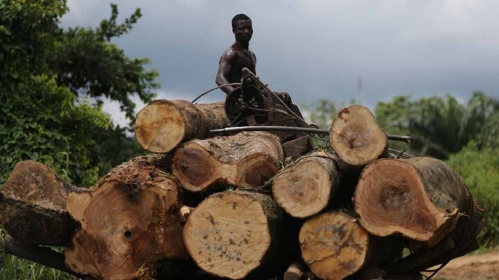 Logging-in-Cross-River-forests-e1692108350159
