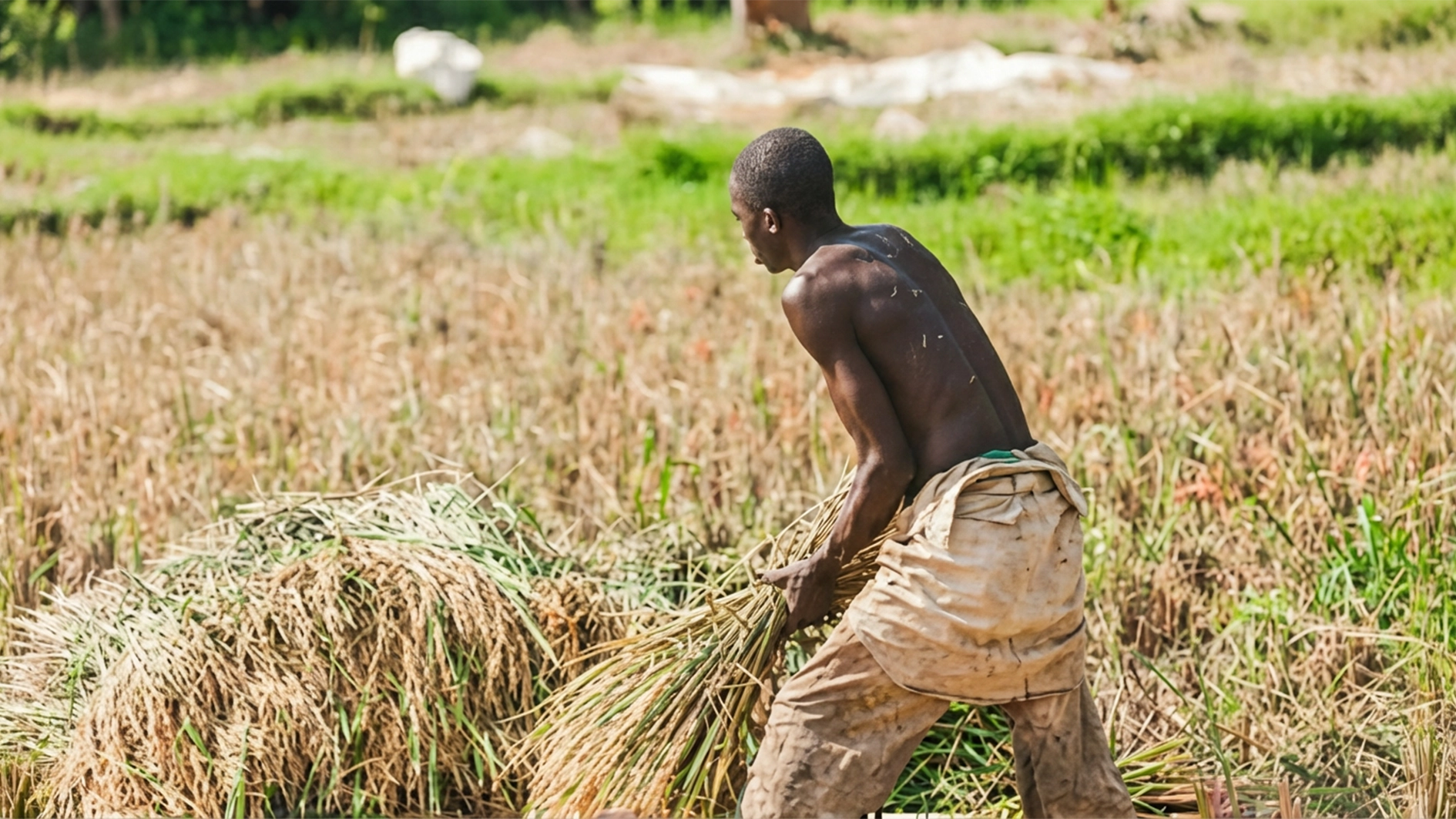 Rice farmer