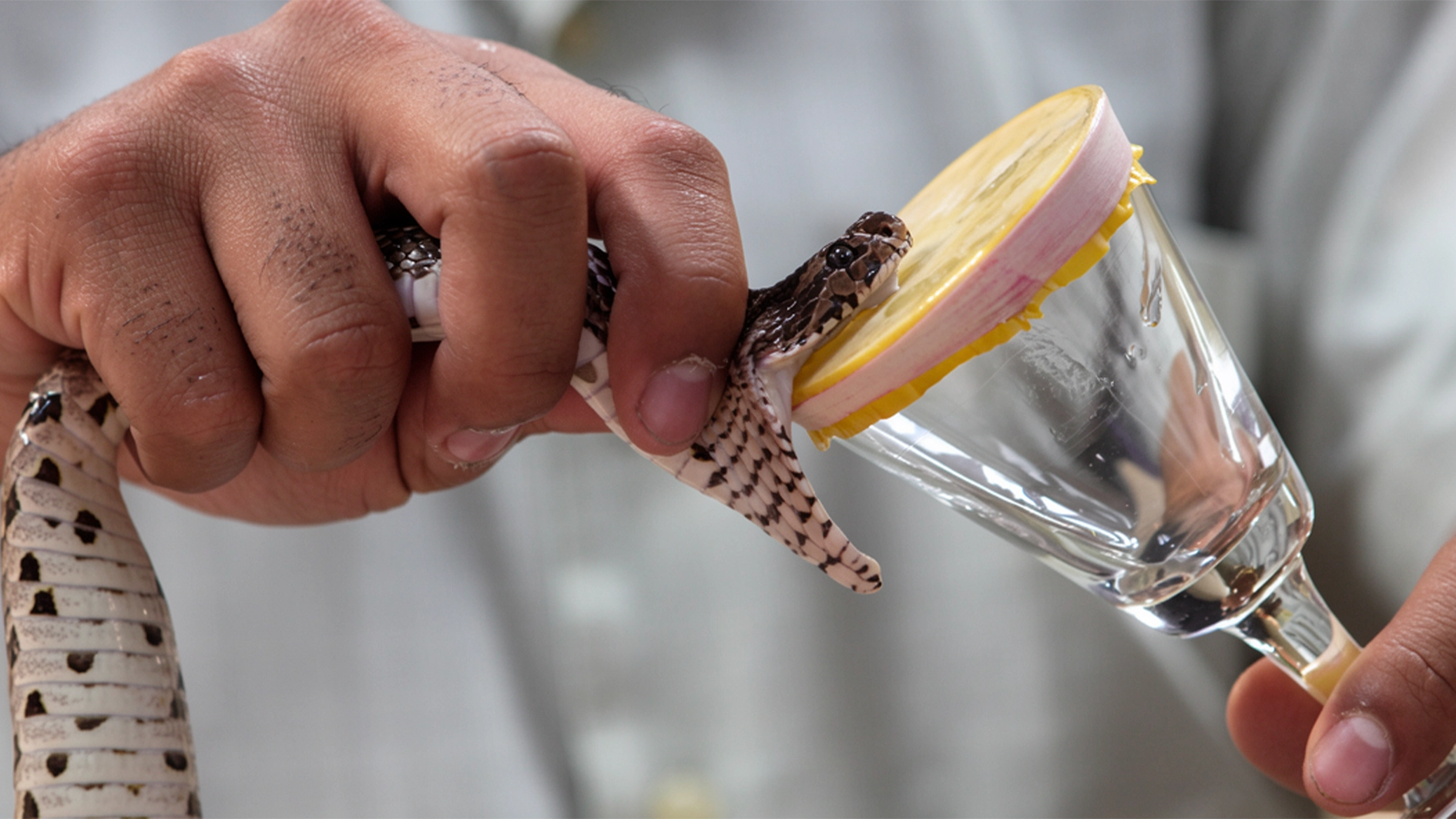 Snake venom
