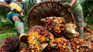 palm-oil