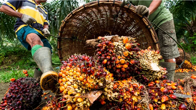 palm-oil