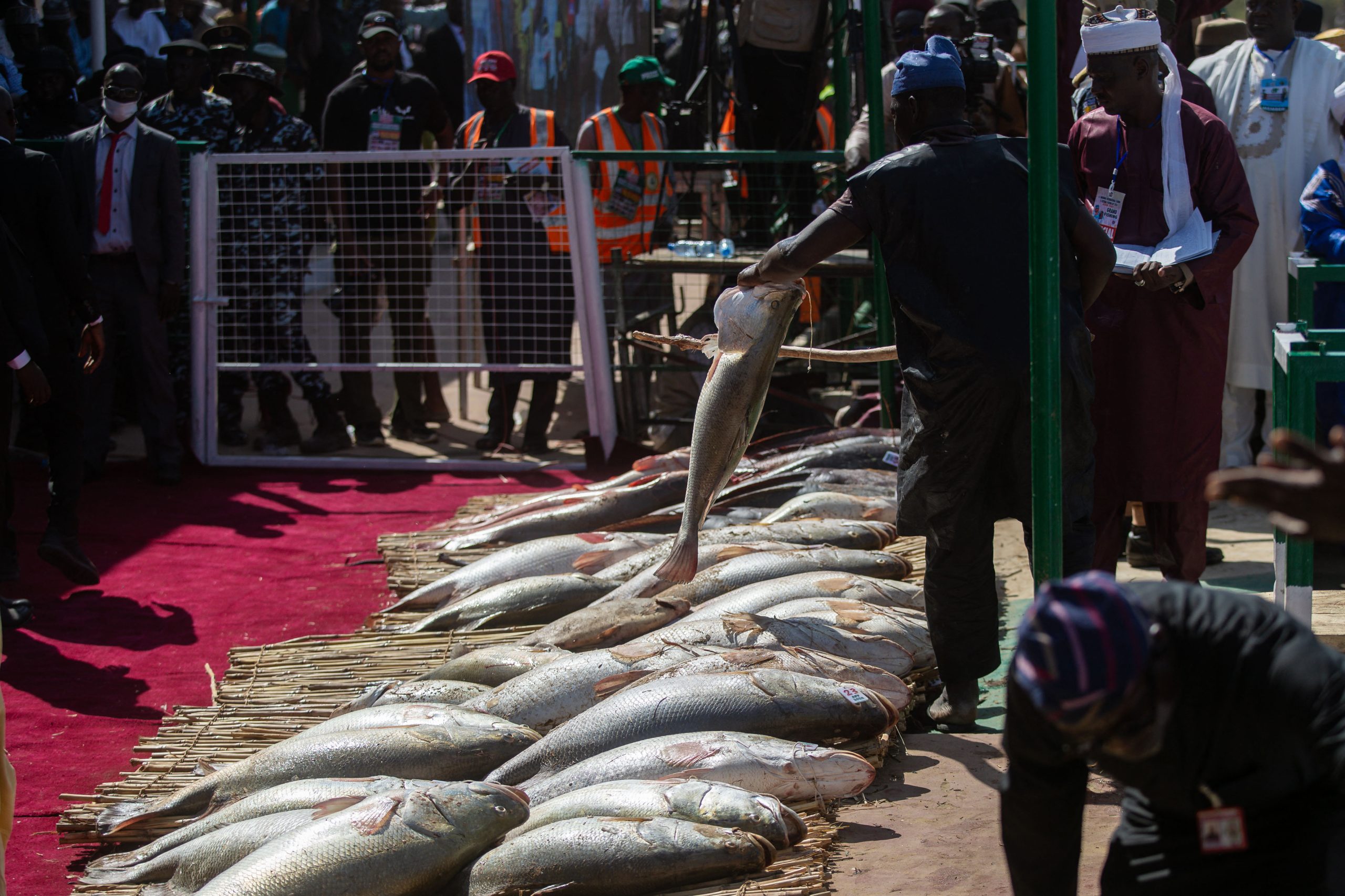 Fishermen attempt to catch fish in the Mata Fada river during the Argungu Fishing and Cultural Festival in Argungu Town, Kebbi State in northwest Nigeria, on February 14, 2026. (Photo by TOYIN ADEDOKUN / AFP)