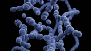 Bacteria