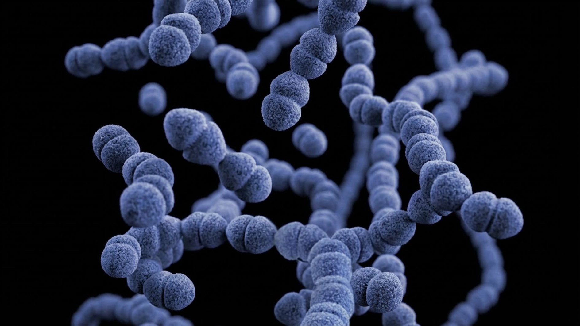Bacteria