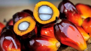 Palm kernel