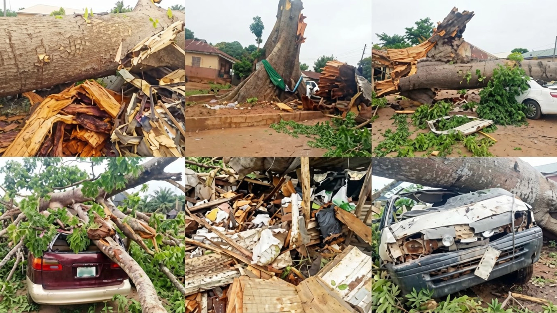 Rainstorm uprooted a large tree, killing 11 persons in Enugu State