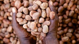 Shea Nuts