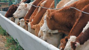 A-cattle-feedlot