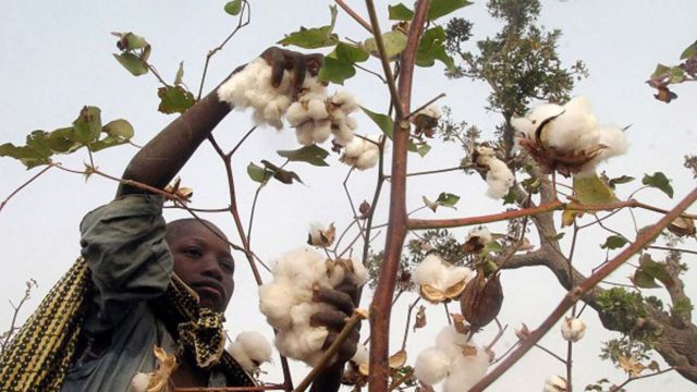 Nigeriaagriculturecottonpicking