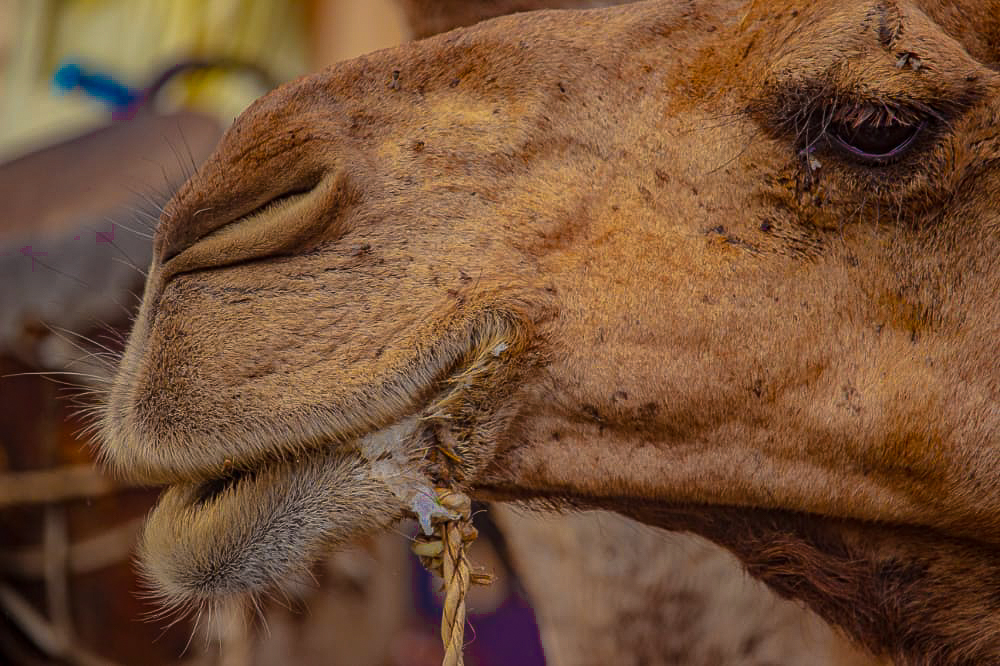 Scene from the Bauchi Durbar.