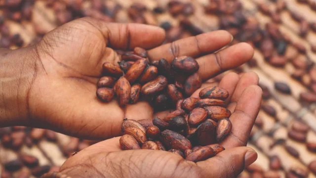 dried and fermented cocoa beans held in hands