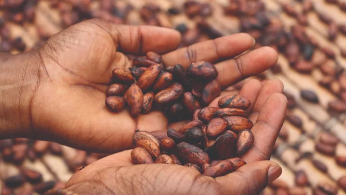 dried and fermented cocoa beans held in hands