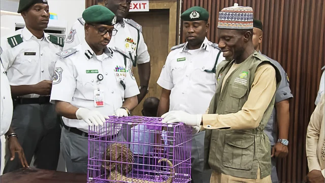 The Director-General of the National Environmental Standards and Regulations Enforcement Agency, Prof. Innocent Barikor, says the recent handover of pangolins in Kano and Akwa Ibom reflects growing public awareness of wildlife conservation in Nigeria