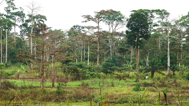 Forest