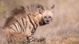 Striped hyena